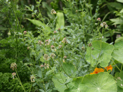 Sanguisorba minor