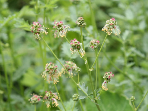 Sanguisorba minor