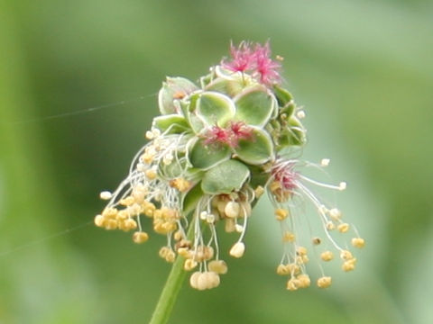 Sanguisorba minor