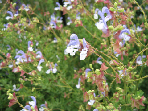 Salvia chamelaeagnea