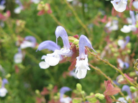 Salvia chamelaeagnea