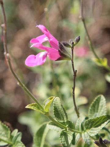 Salvia chiapensis