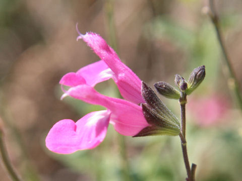 Salvia chiapensis