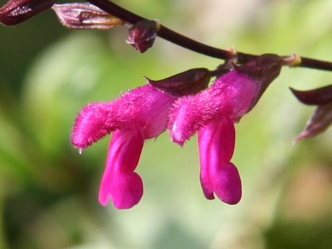 Salvia chiapensis