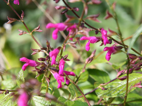 Salvia chiapensis