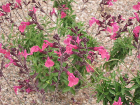 Salvia chiapensis