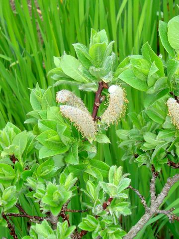 Salix cinerea