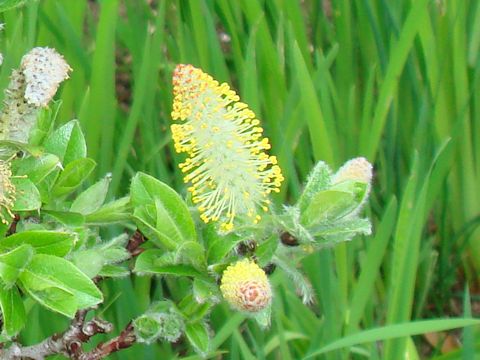 Salix cinerea