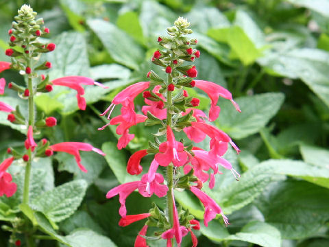 Salvia coccinea cv. Lady in Red
