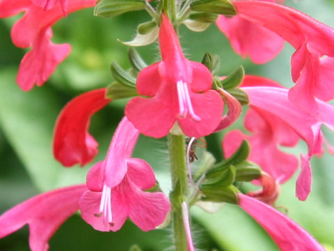 Salvia coccinea cv. Lady in Red