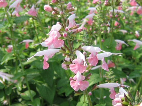 Salvia coccinea cv. Coral Nymph