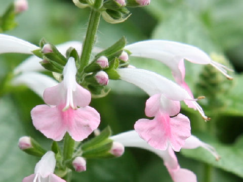 Salvia coccinea cv. Coral Nymph