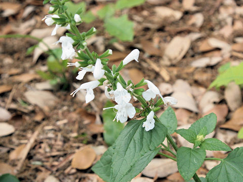 Salvia coccinea cv. Snow Nymph