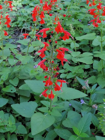 Salvia coccinea