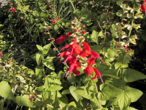 Salvia coccinea