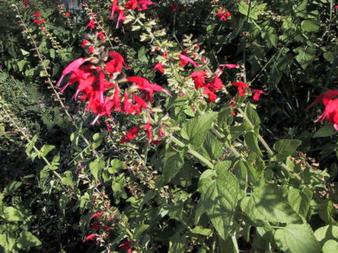 Salvia coccinea