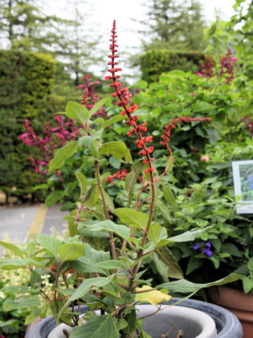 Salvia confertiflora