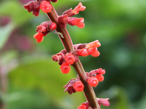 Salvia confertiflora