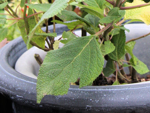 Salvia confertiflora