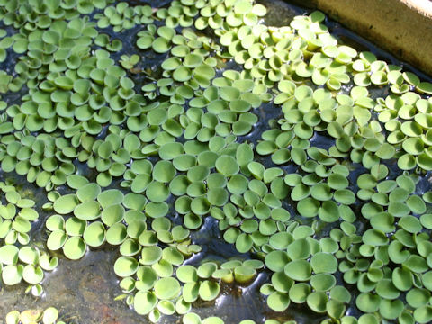 Salvinia cucullata