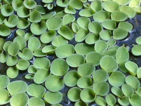 Salvinia cucullata