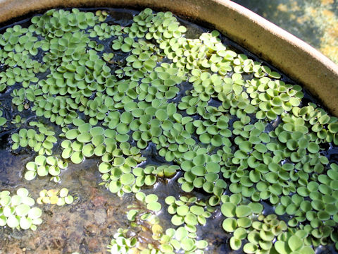 Salvinia cucullata