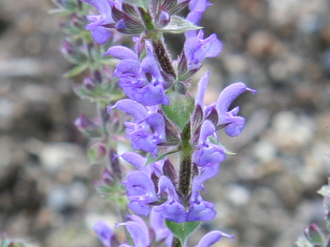 Salvia deserta