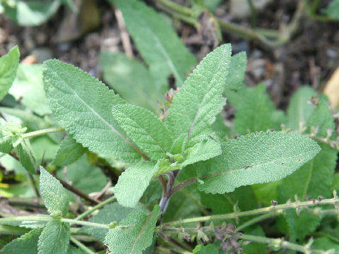 Salvia deserta