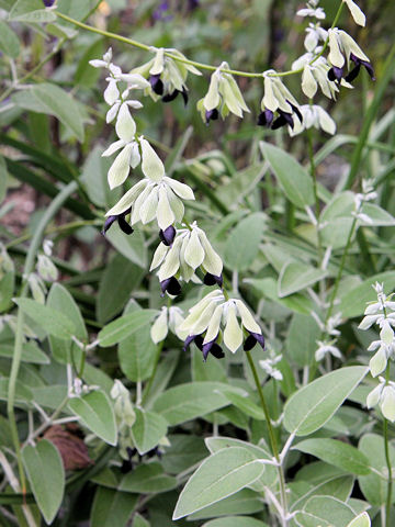 Salvia discolor