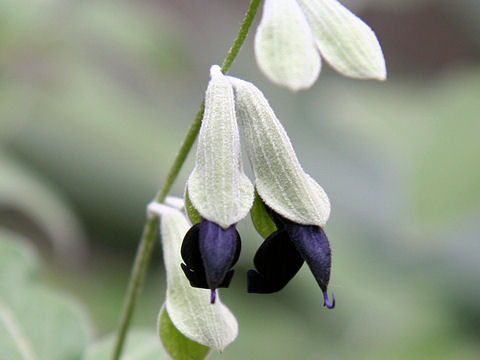 Salvia discolor