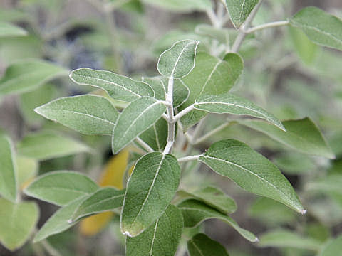 Salvia discolor