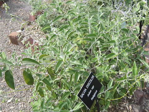 Salvia discolor