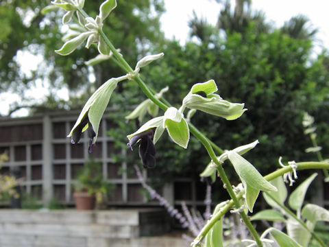 Salvia discolor