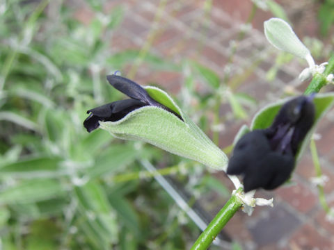 Salvia discolor