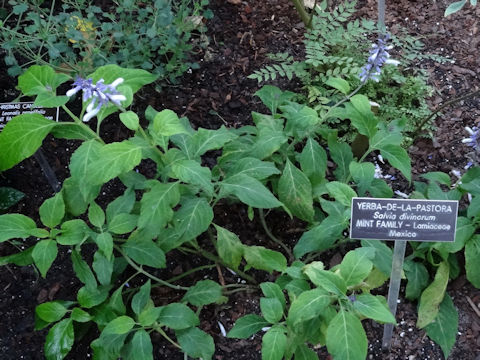 Salvia divinorum