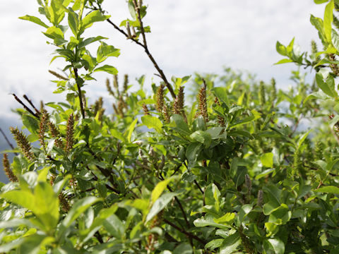 Salix hegetschweileri