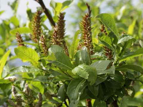 Salix hegetschweileri