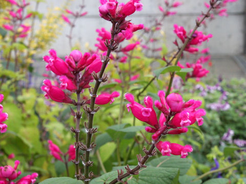 Salvia involucrata