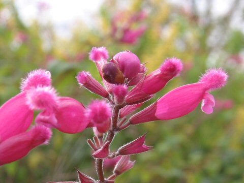 Salvia involucrata