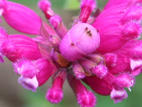 Salvia involucrata