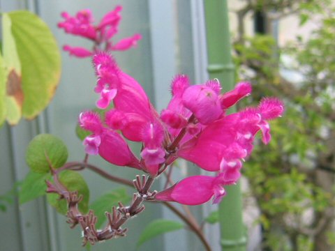 Salvia involucrata