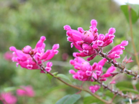 Salvia involucrata