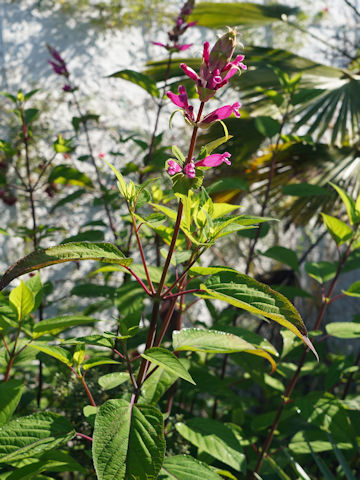 Salvia involucrata