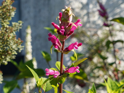 Salvia involucrata