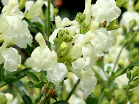 Salvia x jamensis