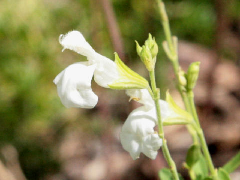 Salvia x jamensis