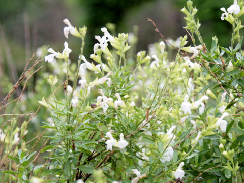 Salvia x jamensis