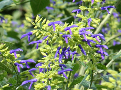 Salvia mexicana cv. Limelight