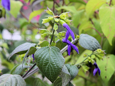 Salvia mexicana cv. Limelight