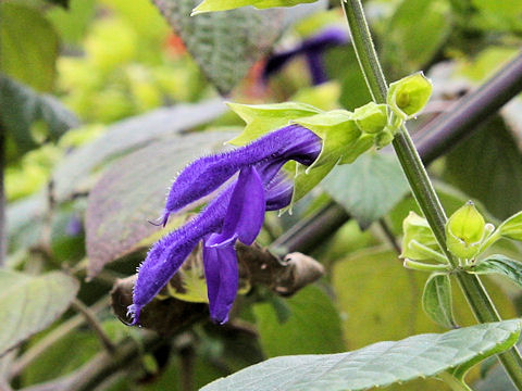 Salvia mexicana cv. Limelight